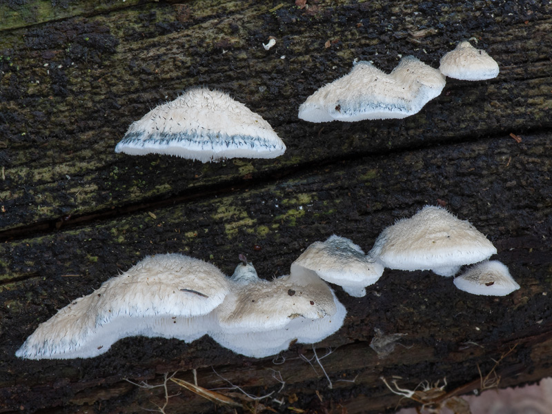 Oligoporus caesius